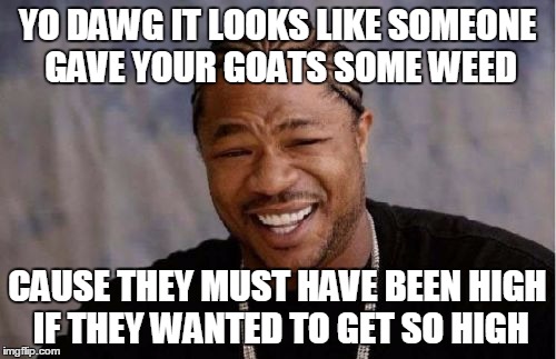 Yo Dawg Heard You Meme | YO DAWG IT LOOKS LIKE SOMEONE GAVE YOUR GOATS SOME WEED CAUSE THEY MUST HAVE BEEN HIGH IF THEY WANTED TO GET SO HIGH | image tagged in memes,yo dawg heard you | made w/ Imgflip meme maker