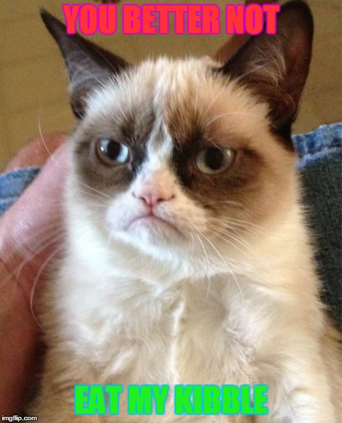 Grumpy Cat | YOU BETTER NOT EAT MY KIBBLE | image tagged in memes,grumpy cat | made w/ Imgflip meme maker