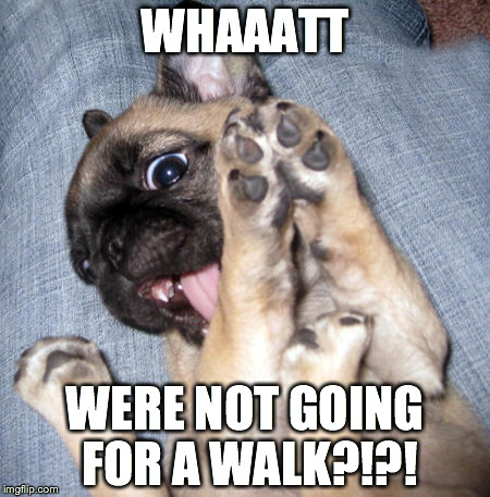 WHAAATT WERE NOT GOING FOR A WALK?!?! | image tagged in suprised pug | made w/ Imgflip meme maker