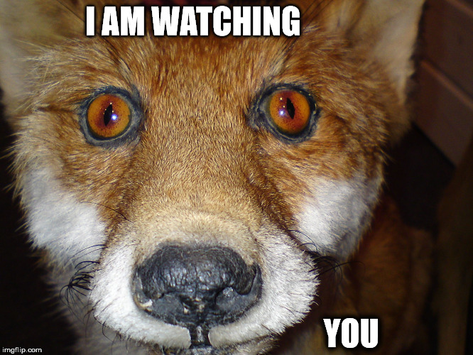 watchful fox | I AM WATCHING YOU | image tagged in fox,watching | made w/ Imgflip meme maker