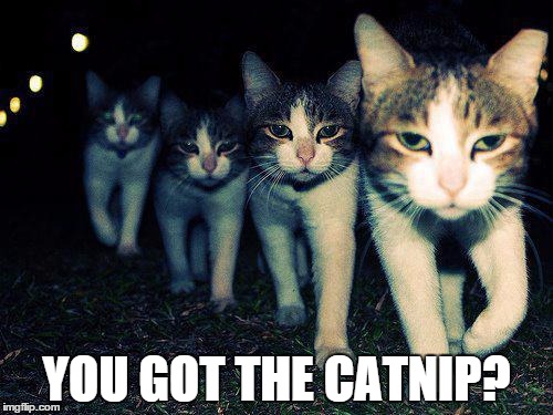 Wrong Neighboorhood Cats | YOU GOT THE CATNIP? | image tagged in memes,wrong neighboorhood cats | made w/ Imgflip meme maker
