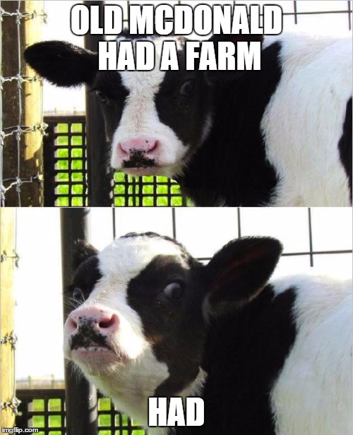 cows | OLD MCDONALD HAD A FARM HAD | image tagged in cows | made w/ Imgflip meme maker
