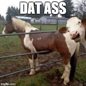 WTF Cow | DAT ASS | image tagged in wtf cow | made w/ Imgflip meme maker
