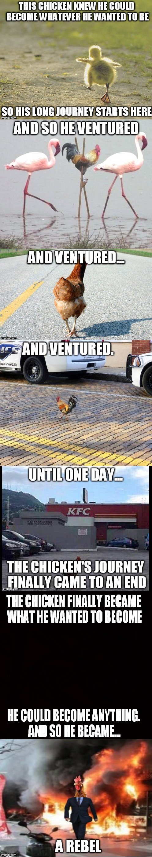 The Journey of a Brave Chicken | image tagged in chicken,epic story,animals,farm animals,kfc | made w/ Imgflip meme maker