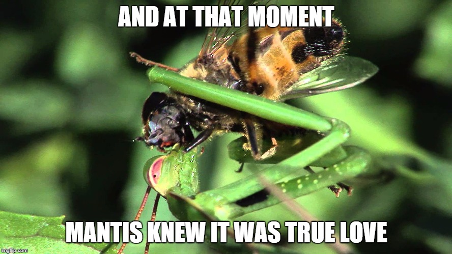 Mantis eating fly alive | AND AT THAT MOMENT MANTIS KNEW IT WAS TRUE LOVE | image tagged in mantis,meme,funny | made w/ Imgflip meme maker