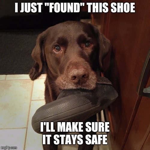 I JUST "FOUND" THIS SHOE I'LL MAKE SURE IT STAYS SAFE | image tagged in chuckie the chocolate lab | made w/ Imgflip meme maker