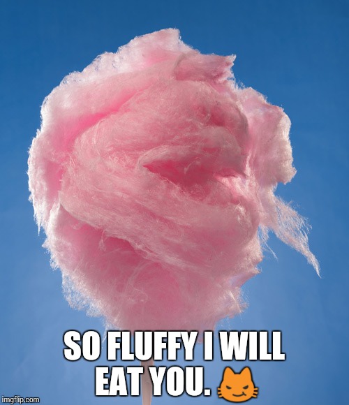 cotton candy | SO FLUFFY I WILL EAT YOU.  | image tagged in cotton candy | made w/ Imgflip meme maker