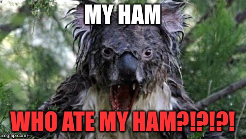 Angry Koala | MY HAM WHO ATE MY HAM?!?!?! | image tagged in memes,angry koala | made w/ Imgflip meme maker