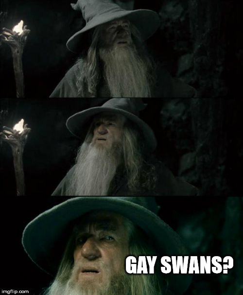 Confused Gandalf | GAY SWANS? | image tagged in memes,confused gandalf,funny | made w/ Imgflip meme maker