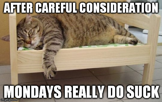 Couldn't care cat | AFTER CAREFUL CONSIDERATION MONDAYS REALLY DO SUCK | image tagged in cat,mondays,monday,couldn't care | made w/ Imgflip meme maker