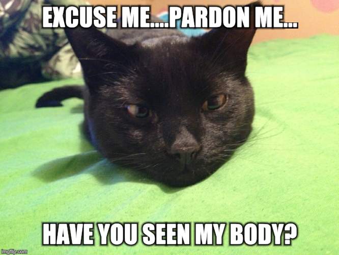 Fury creatures | EXCUSE ME....PARDON ME... HAVE YOU SEEN MY BODY? | image tagged in cats | made w/ Imgflip meme maker