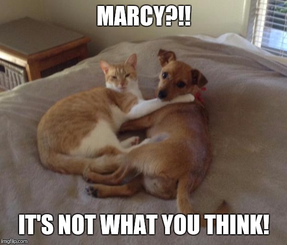 Cats and dogs living together | MARCY?!! IT'S NOT WHAT YOU THINK! | image tagged in cats and dogs living together | made w/ Imgflip meme maker