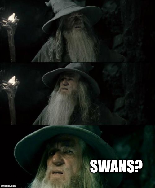 Confused Gandalf | SWANS? | image tagged in memes,confused gandalf,funny | made w/ Imgflip meme maker