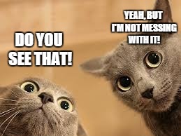 That look when your girl & her friends see a spider... | DO YOU SEE THAT! YEAH, BUT I'M NOT MESSING WITH IT! | image tagged in cat 2 with big eyes | made w/ Imgflip meme maker