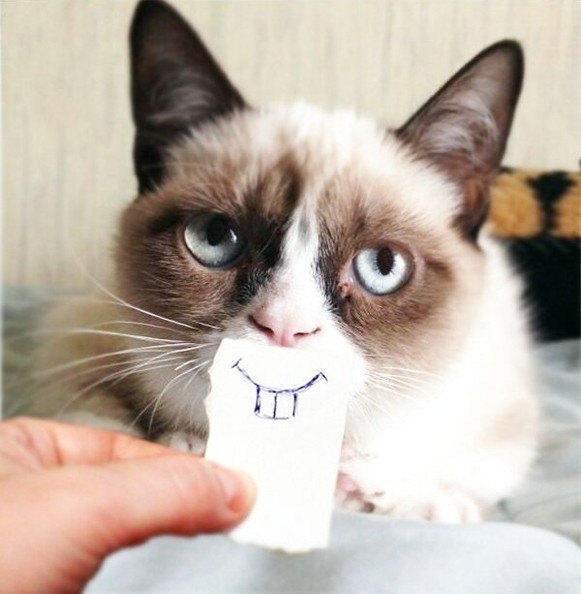 High Quality Grumpy cat smile Blank Meme Template