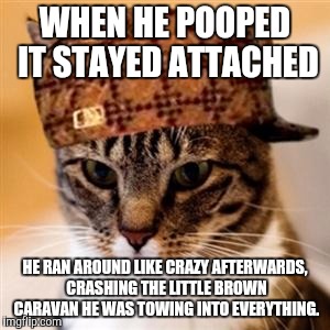 Scumbag Cat | WHEN HE POOPED IT STAYED ATTACHED HE RAN AROUND LIKE CRAZY AFTERWARDS, CRASHING THE LITTLE BROWN CARAVAN HE WAS TOWING INTO EVERYTHING. | image tagged in scumbag cat,AdviceAnimals | made w/ Imgflip meme maker