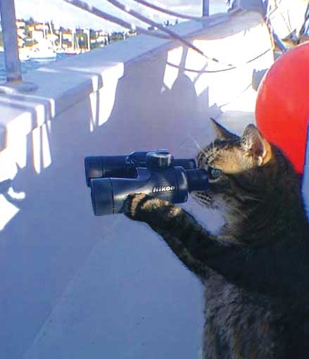 Cat with binoculars  Blank Meme Template