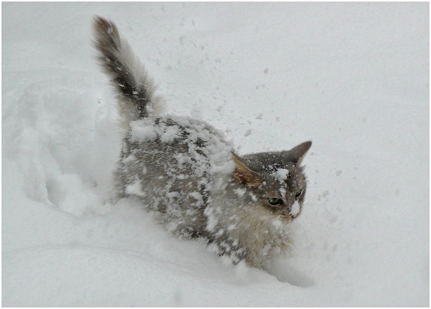 High Quality Goddamn Snow Cat Important Blank Meme Template