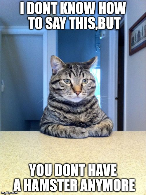 Take A Seat Cat | I DONT KNOW HOW TO SAY THIS,BUT YOU DONT HAVE A HAMSTER ANYMORE | image tagged in memes,take a seat cat | made w/ Imgflip meme maker