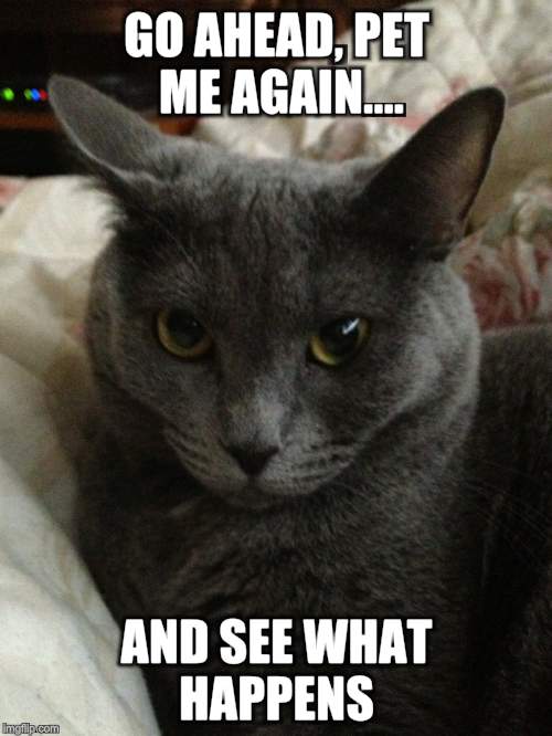 Princess  | GO AHEAD, PET ME AGAIN.... AND SEE WHAT HAPPENS | image tagged in cats | made w/ Imgflip meme maker