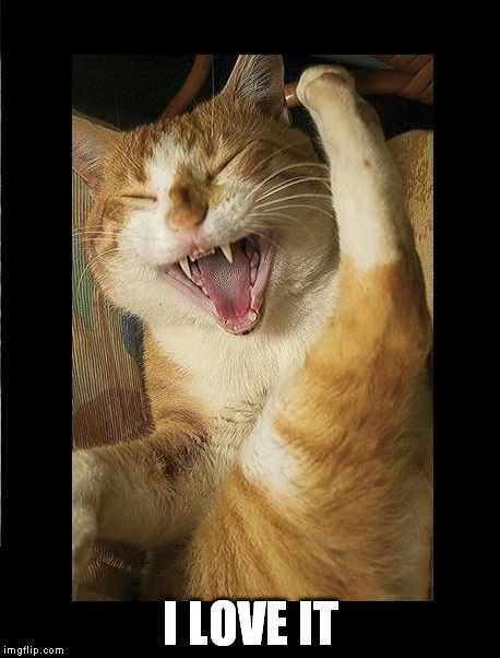 Laughing Cat | I LOVE IT | image tagged in laughing cat | made w/ Imgflip meme maker