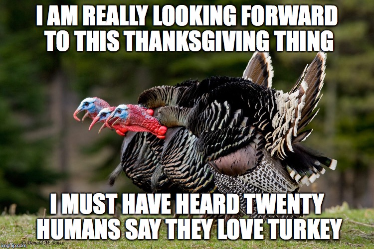thanksgiving turkey talk | I AM REALLY LOOKING FORWARD TO THIS THANKSGIVING THING I MUST HAVE HEARD TWENTY HUMANS SAY THEY LOVE TURKEY | image tagged in turkeys | made w/ Imgflip meme maker