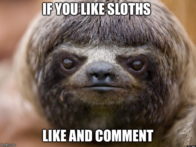 IF YOU LIKE SLOTHS LIKE AND COMMENT | image tagged in sloth | made w/ Imgflip meme maker