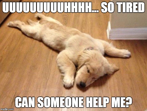 dog memes | UUUUUUUUUHHHH... SO TIRED CAN SOMEONE HELP ME? | image tagged in tired dog | made w/ Imgflip meme maker