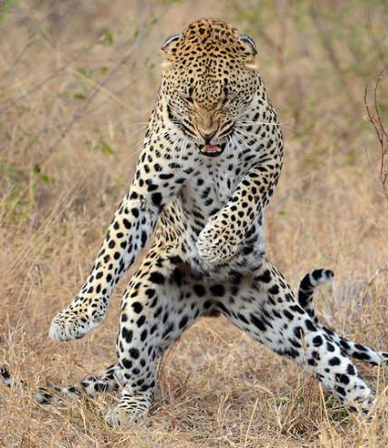 High Quality Dancing Leopard Blank Meme Template
