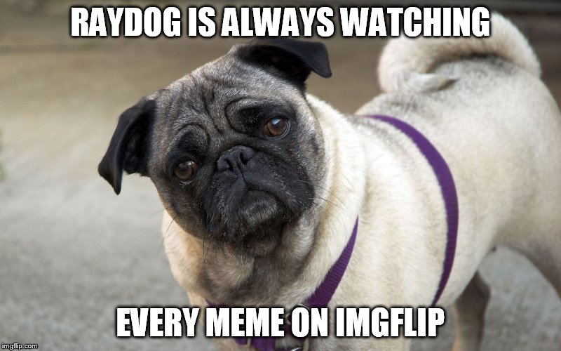 he's watching this as we speak | RAYDOG IS ALWAYS WATCHING EVERY MEME ON IMGFLIP | image tagged in raydog | made w/ Imgflip meme maker