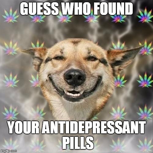Stoner Dog Meme | GUESS WHO FOUND YOUR ANTIDEPRESSANT PILLS | image tagged in memes,stoner dog | made w/ Imgflip meme maker