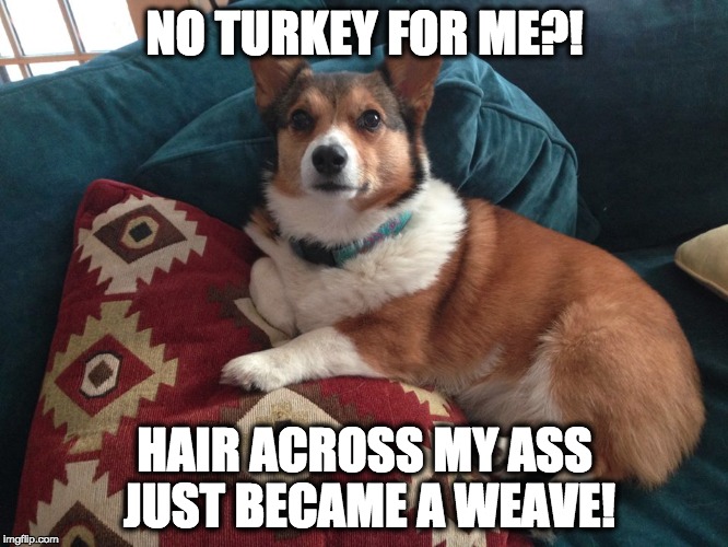 Mindy on Gratitude | NO TURKEY FOR ME?! HAIR ACROSS MY ASS JUST BECAME A WEAVE! | image tagged in corgi | made w/ Imgflip meme maker
