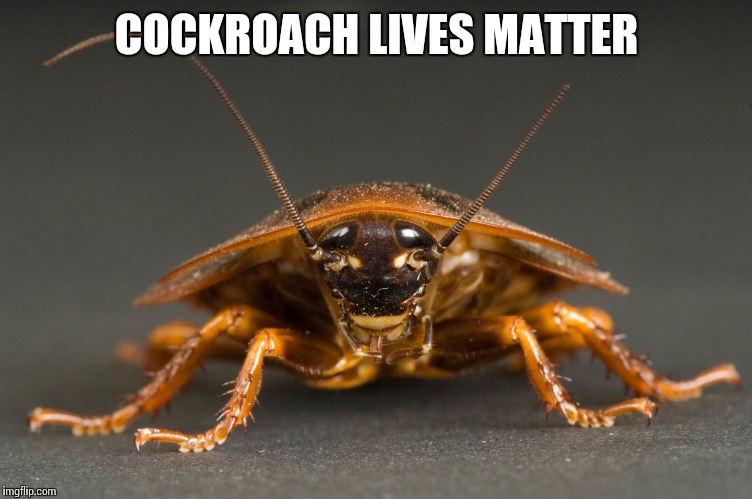 Cockroach | COCKROACH LIVES MATTER | image tagged in cockroach | made w/ Imgflip meme maker