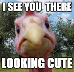 turkey | I SEE YOU  THERE LOOKING CUTE | image tagged in turkey | made w/ Imgflip meme maker