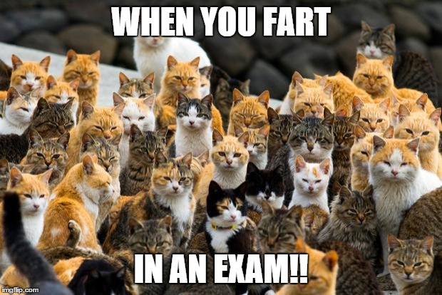 Judgey Cats | WHEN YOU FART IN AN EXAM!! | image tagged in judgey cats | made w/ Imgflip meme maker