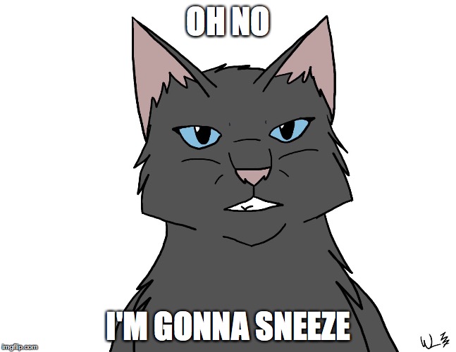 My face when I'm about to sneeze | OH NO I'M GONNA SNEEZE | image tagged in cat,sneeze | made w/ Imgflip meme maker