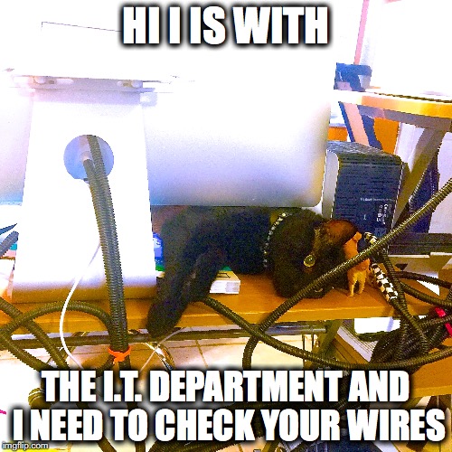 I.T. CAT | HI I IS WITH THE I.T. DEPARTMENT AND I NEED TO CHECK YOUR WIRES | image tagged in cats | made w/ Imgflip meme maker