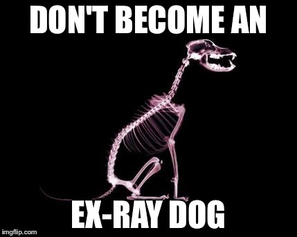 xray | DON'T BECOME AN EX-RAY DOG | image tagged in dog | made w/ Imgflip meme maker