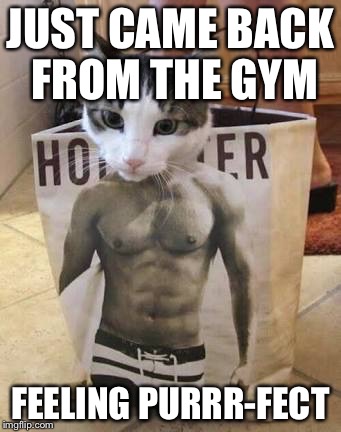 Cat workout | JUST CAME BACK FROM THE GYM FEELING PURRR-FECT | image tagged in muscle cat | made w/ Imgflip meme maker