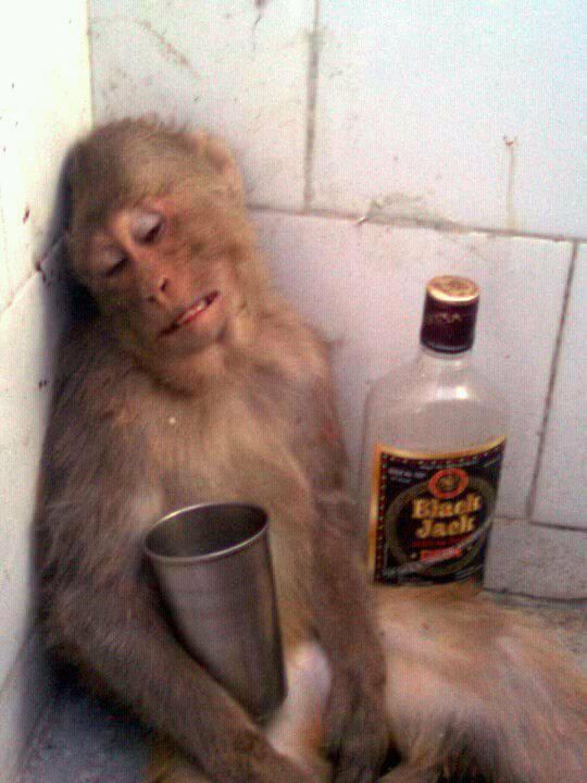 Drunk Gibbon Blank Meme Template