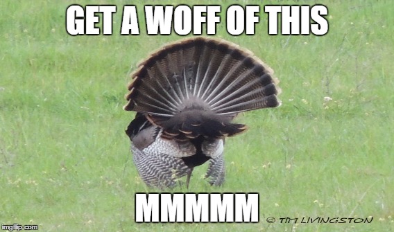 mmm | GET A WOFF OF THIS MMMMM | image tagged in turkeys,butts | made w/ Imgflip meme maker