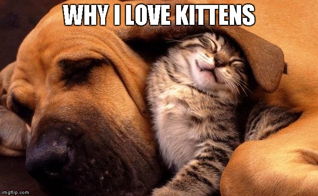 WHY I LOVE KITTENS | made w/ Imgflip meme maker