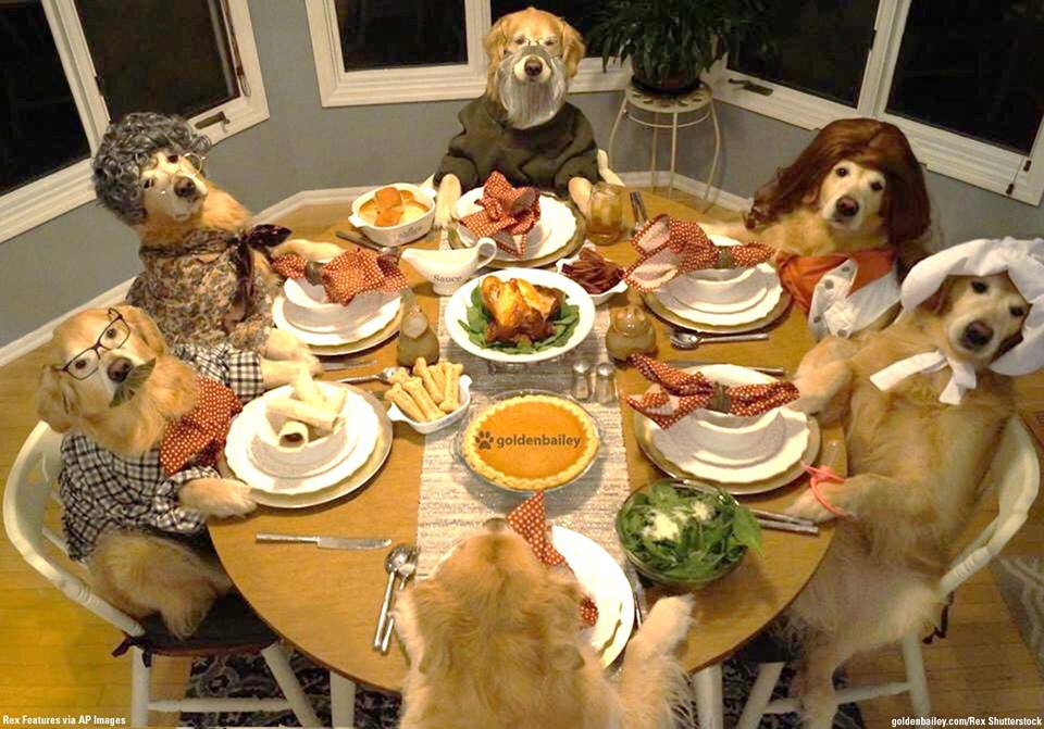 High Quality dog thanksgiving Blank Meme Template