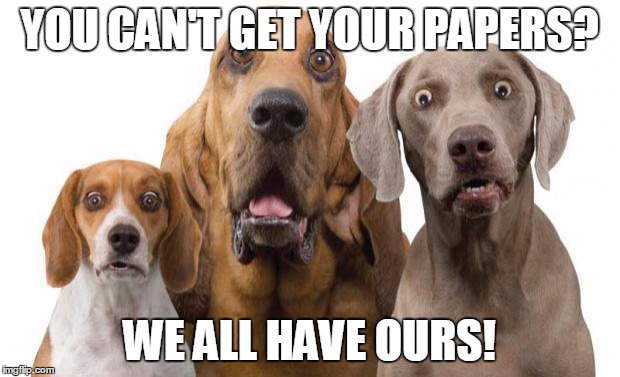 Dogs Surprised | YOU CAN'T GET YOUR PAPERS? WE ALL HAVE OURS! | image tagged in dogs surprised | made w/ Imgflip meme maker