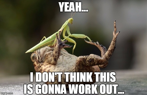 Incompatible partners | YEAH... I DON'T THINK THIS IS GONNA WORK OUT... | image tagged in mantis wrestling toad,memes,praying mantis,frog | made w/ Imgflip meme maker