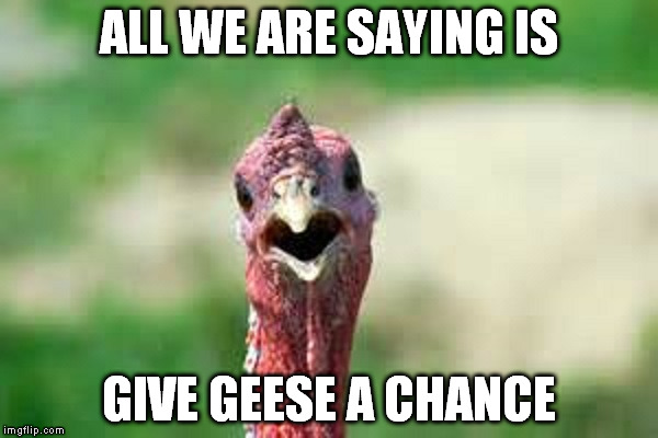 Happy Thanksgiving | ALL WE ARE SAYING IS GIVE GEESE A CHANCE | image tagged in turkey,thanksgiving | made w/ Imgflip meme maker