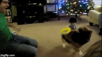 Corgi Rodeo Corgi Rodeo - Imgflip