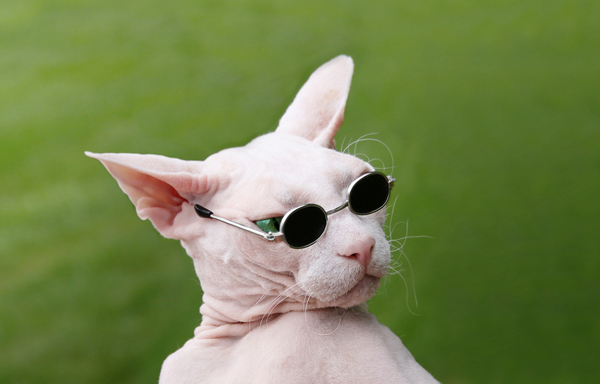High Quality sunglasses cat Blank Meme Template