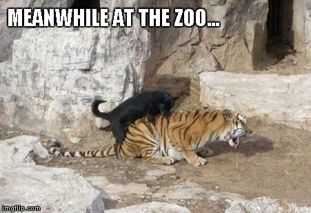 MEANWHILE AT THE ZOO... | made w/ Imgflip meme maker