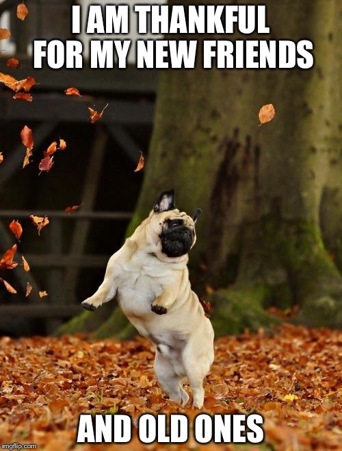 Fall Pug | I AM THANKFUL FOR MY NEW FRIENDS AND OLD ONES | image tagged in fall pug | made w/ Imgflip meme maker